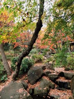 鮮やかな紅葉11 鮮やかな紅葉11の写真
