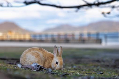 大久野島の兎 大久野島の兎 うさぎ,大久野島,野生動物の写真素材