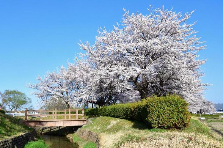 桜並木 桜,さくら,サクラの写真素材