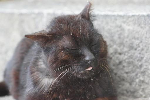 ねこ ねこの写真