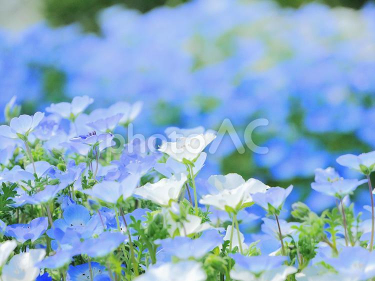 淡い色のネモフィラ 自然,花,植物の写真素材