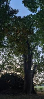 生命の木、静かな夕暮れ時 生命の木、静かな夕暮れ時 木,葉っぱ,緑の写真素材