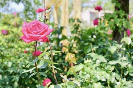 ピンクのバラ バラ,ピンク,花の写真素材