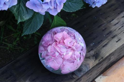 水と紫陽花 水と紫陽花の写真
