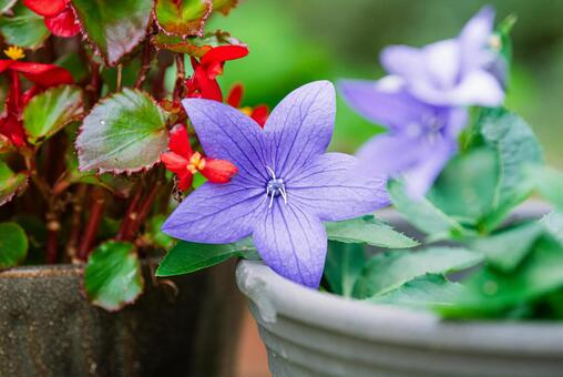 鮮やかで可憐な桔梗の花 桔梗,草花,庭花の写真素材