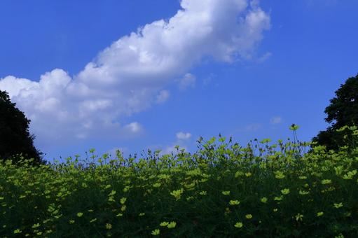 秋風に揺れて咲く コスモス,秋桜,花の写真素材
