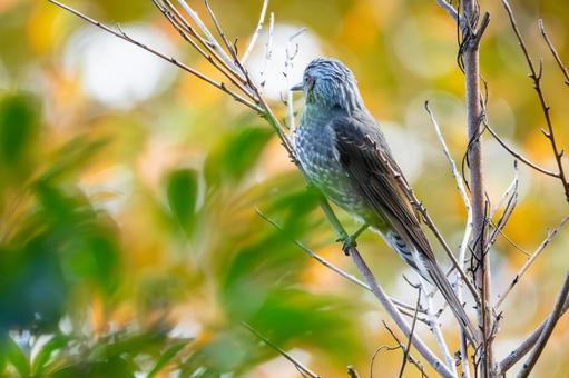 ヒヨドリ(48)の写真