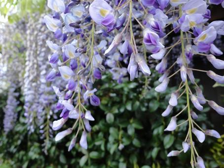 Photo, spring, early summer, thin purple, 