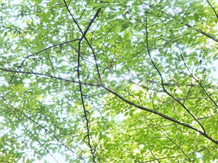 森の緑 さわやか,森,林の写真素材