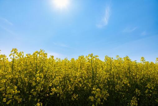 青空の菜の花畑 菜の花,菜の花畑,青空の写真素材