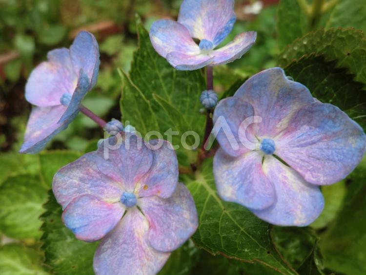 植物_紫の紫陽花のつぼみ(あじさい) アジサイ,あじさい,紫陽花の写真素材