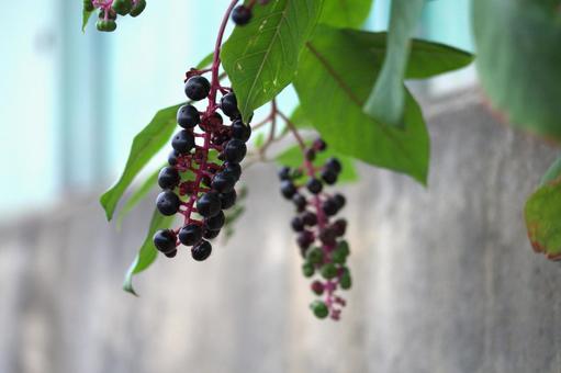 ヨウシュヤマゴボウ ヨウシュヤマゴボウ,秋,実の写真素材