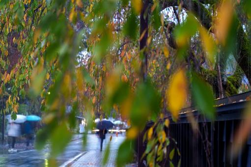 雨の角館の写真