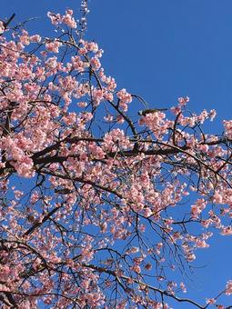 桜と青空の写真