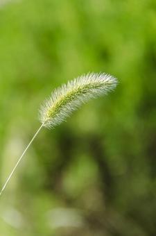 エノコログサ エノコログサ エノコログサ,猫じゃらし,草の写真素材