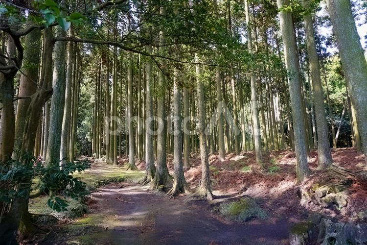 林の中の小道 木材,木,自然の写真素材