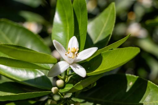 柑橘類の木に咲いた白い花 柑橘類の木に咲いた白い花 花,ミカン,白の写真素材