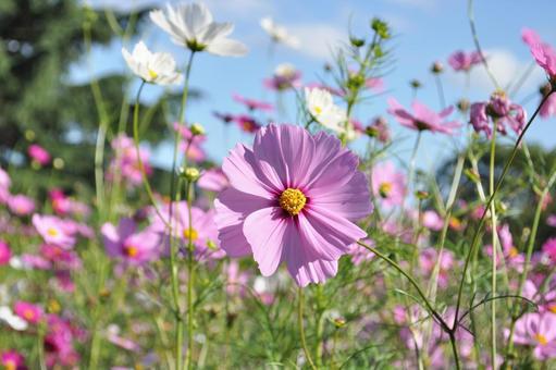 コスモス(秋桜) コスモス(秋桜)の写真