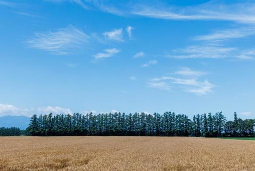 麦畑と青空 麦畑と青空 麦畑,畑,青空の写真素材