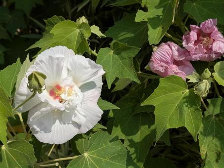 処暑過ぎの横浜市北部のスイフヨウの花 酔芙蓉,落葉低木,背景の写真素材