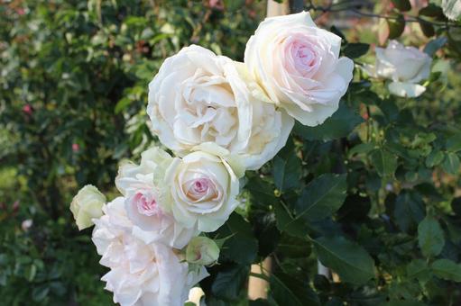 ばら288 ばら288 バラ,rose,初夏の写真素材