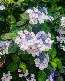 Hydrangea, JPG Hydrangea, JPG