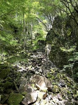 Fresh green trees and sunlight filtering through the leaves, JPG Fresh green trees and sunlight filtering through the leaves, JPG