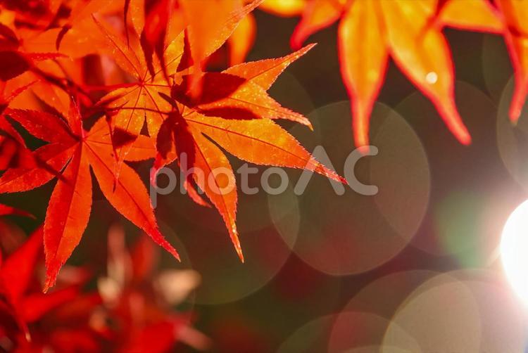 紅葉の木漏れ日 もみじ,秋,赤の写真素材