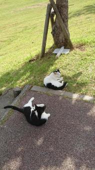 猫 猫の写真
