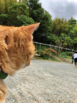 見守り猫 見守り猫 猫,可愛い,おもしろ猫の写真素材