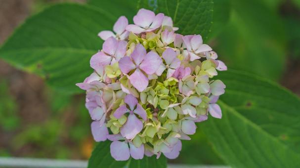 紫陽花 紫陽花の写真