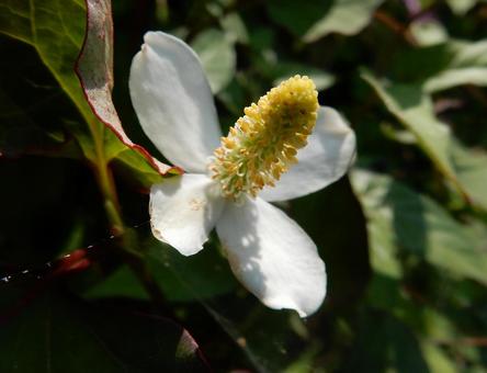 【花の写真】ドクダミ 【花の写真】ドクダミ ドクダミ,蕺,蕺草の写真素材