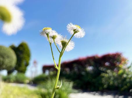 Sunny Dandelion and blue sky, JPG