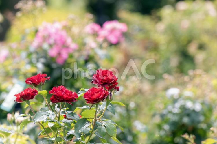 あぐりの丘の濃ゆい赤いバラ04 花,植物,花びらの写真素材