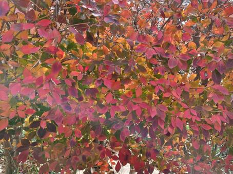 ドウダンツツジ 秋,赤色,秋色の写真素材