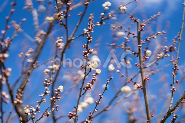 青空に映える白梅の花と春の訪れ 梅,白梅,花の写真素材