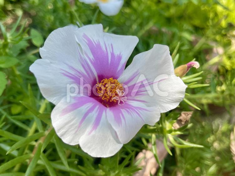白とピンクのマツバボタンの花 マツバボタン,花,白の写真素材