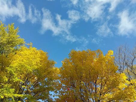 銀杏 秋,風景,空の写真素材