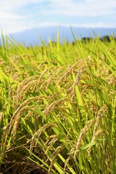 たわわに実った稲穂 たわわに実った稲穂 稲穂,稲,米の写真素材