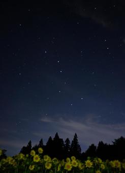 向日葵と北斗七星 向日葵と北斗七星の写真