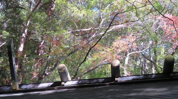多度大社　境内の風景　木漏れ日 多度大社,神社,神社仏閣の写真素材