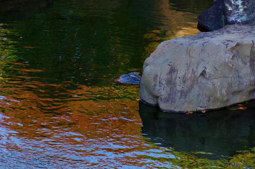 紅葉に赤く染まる池の水面 池,水面,さざなみの写真素材
