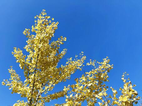 晴れた日の青空と日を浴びるイチョウの葉 イチョウ,銀杏,葉の写真素材