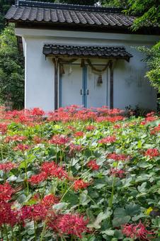 山口県　鰐鳴八幡宮の彼岸花 山口県,山口,彼岸花の写真素材