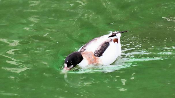 Photo, tsugarigamo, chikushi duck, migratory birds, 