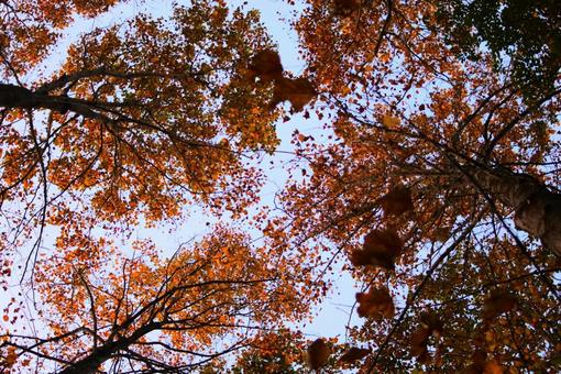 見上げた紅葉 見上げた紅葉の写真