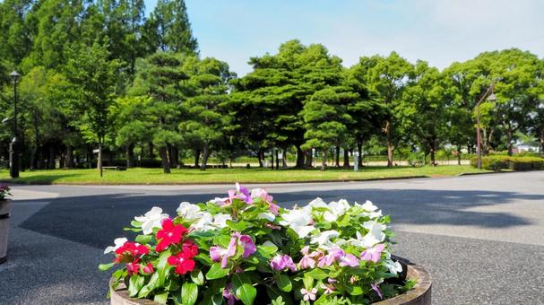 夏の水元公園・緑の木々と花々(葛飾区) 夏の水元公園・緑の木々と花々(葛飾区)の写真