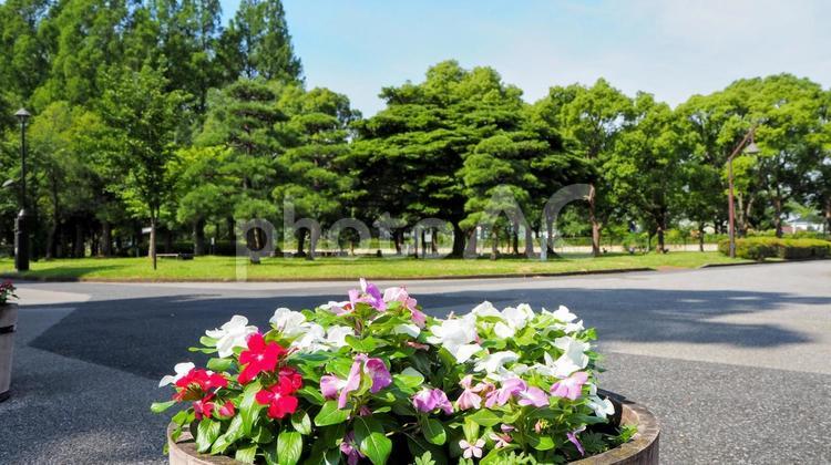 夏の水元公園・緑の木々と花々（葛飾区） 夏,花,水元公園の写真素材