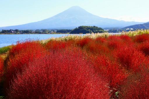 真っ赤なコキアと富士山(大石公園) 真っ赤なコキアと富士山(大石公園)の写真