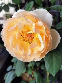 ベランダのバラ・ジュードジオブスキュア 薔薇,バラ,ジュードジオブスキュアの写真素材